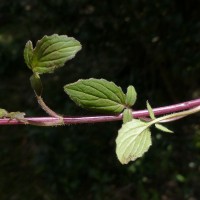 Valeriana moonii Arn. ex C.B.Clarke